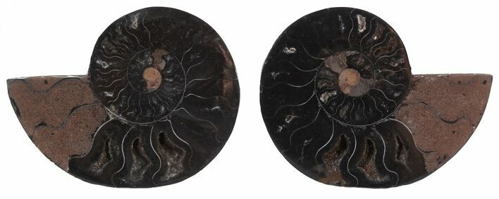 Split Black/Orange Ammonite Pair - Unusual Coloration #55566